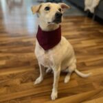 Dark red handloom  bandana