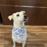 Blue white block printed bandana