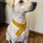 Organic Matty yellow collar
