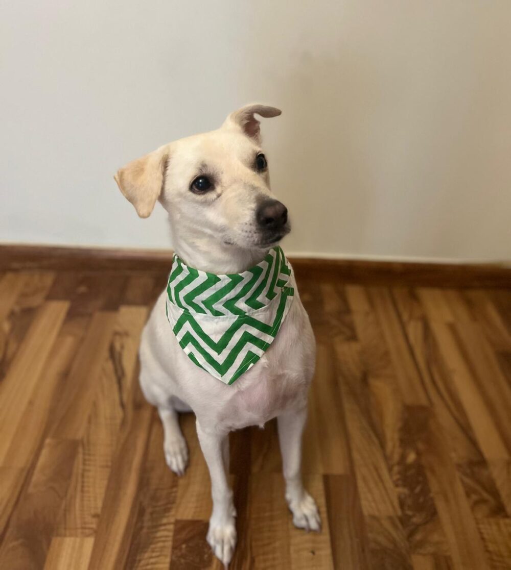 Bright green zig-zag block printed bandana