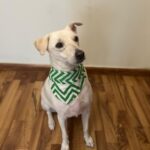 Bright green zig-zag block printed bandana